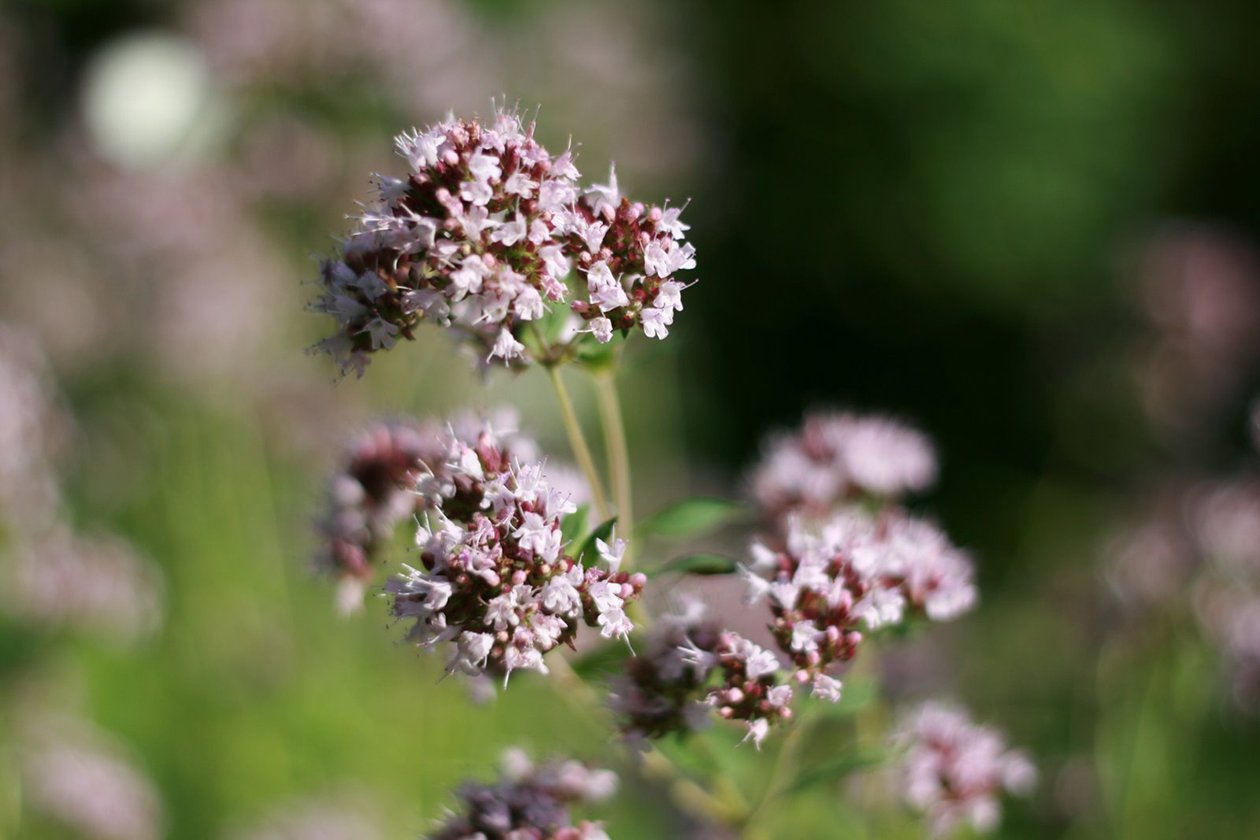 paprastasis raudonelis
